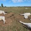 Baixa temperatura mata 1.071 bois no Pantanal em dois dias