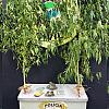 Polícia Civil fecha ponto de drogas em Naviraí e prende suspeito em flagrante