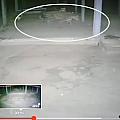 Imagem capturada da onça no local da tragédia 