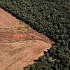 Noruega diz que fundo para reduzir desmatamento da Amazônia no Brasil está de volta aos negócios