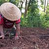 Agrofloresta em aldeia indígena traz esperança de unir família em torno da terra