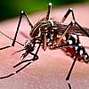 Naviraí inicia ações para o “Dia D” de combate ao mosquito da dengue