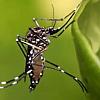 Estado repassa R$ 4 milhões para prefeituras combaterem o mosquito da dengue